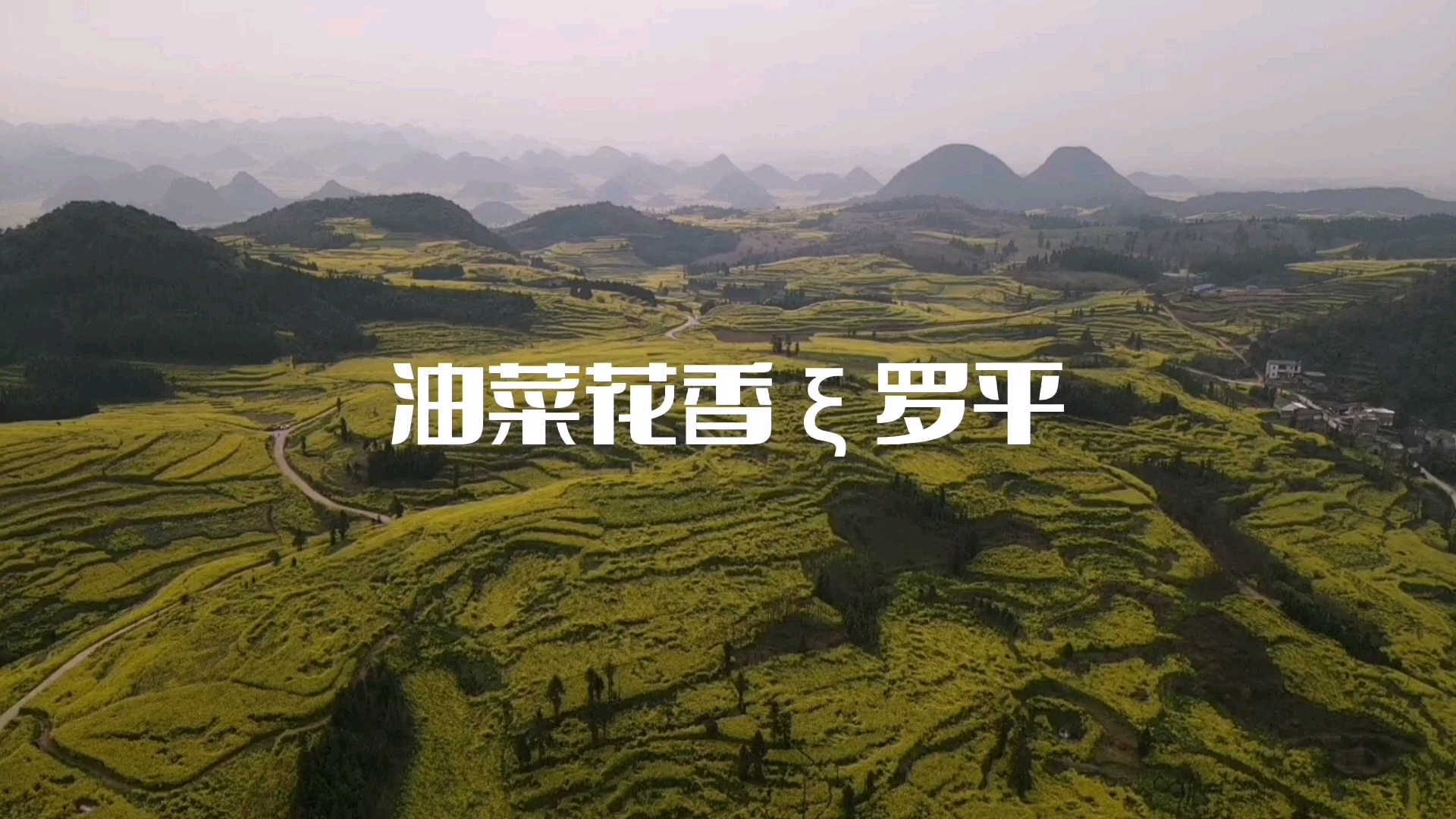 #我家乡最值得去的景点# 一年一度的罗平油菜花又盛开了,今年油菜花初开时遭遇一场大雪侵袭,