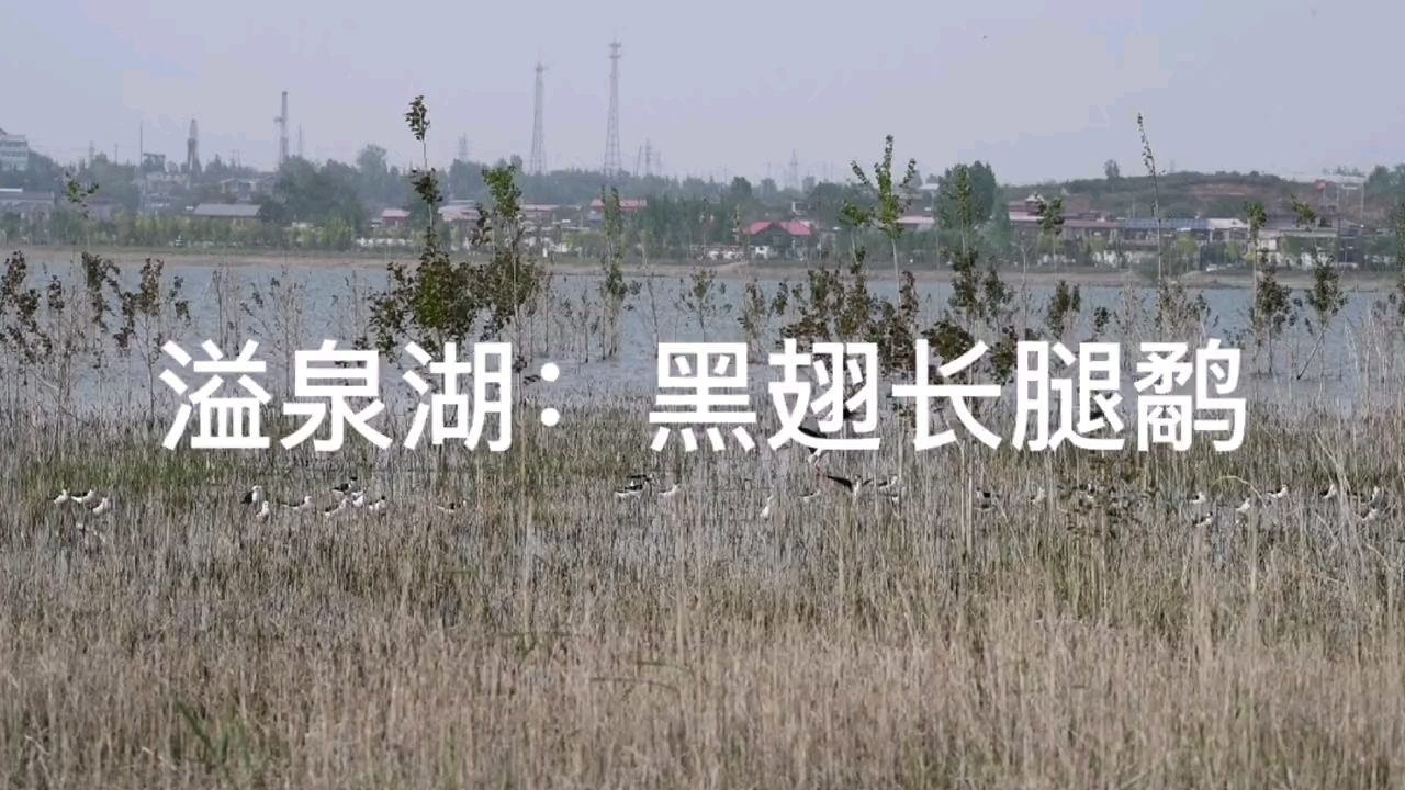 黑翅长脚鹬(学名:Himantopus himantopus),是反嘴鹬科长脚鹬属的一种鸟