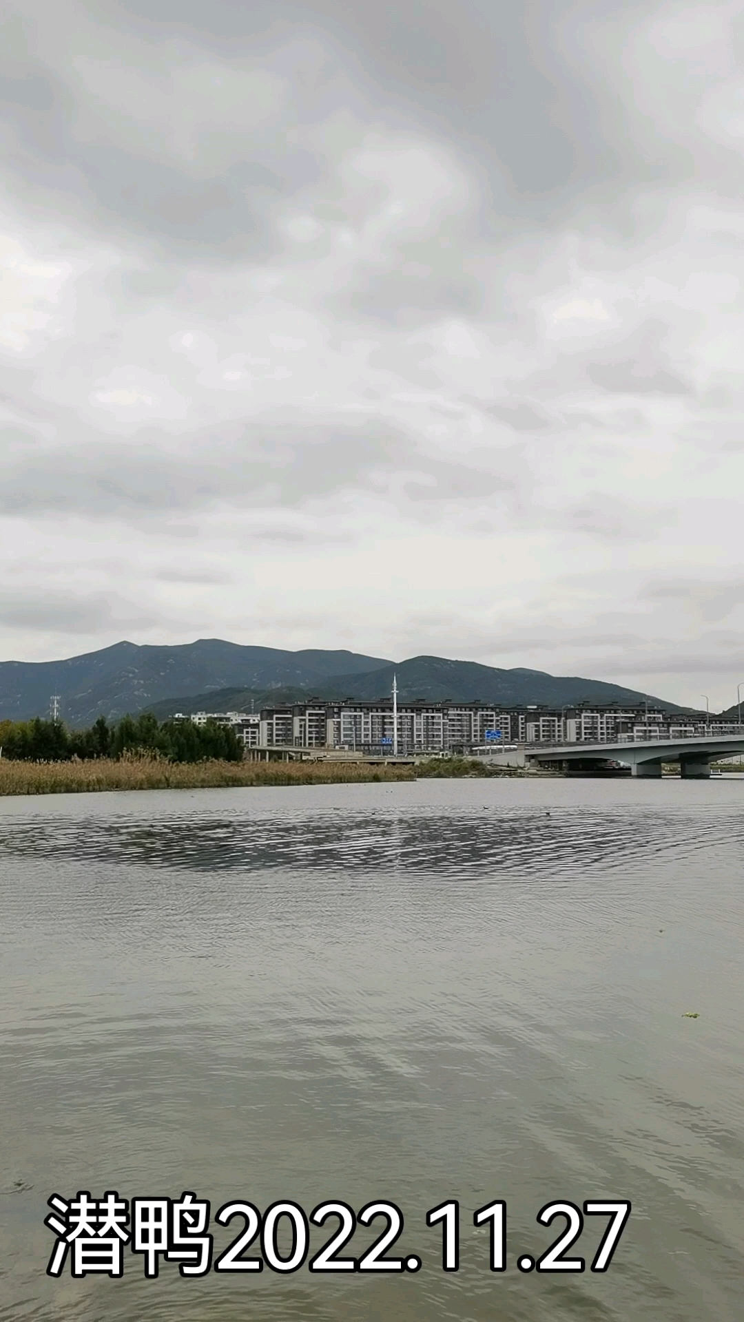 大目湾中心绿地2022.11.27系列之二:斑背潜鸭