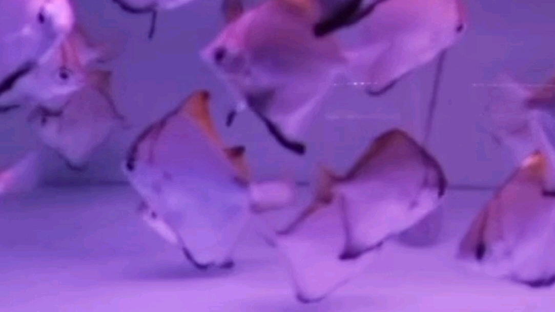 #观赏鱼# 每日认识一种观赏鱼一一黄鳍鲳 黄鳍鲳又称银大眼鲳,原产于南非,属典型的汽水鱼品