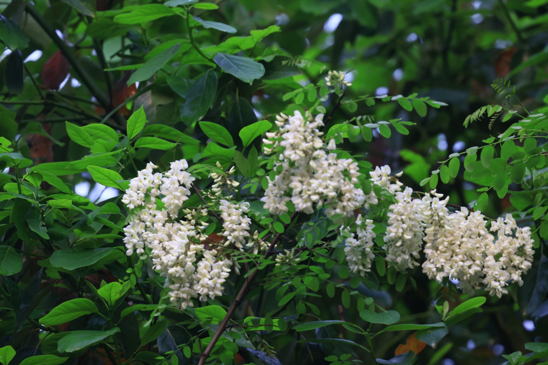 白槐花香 心中爱昧问香槐,临夏晚春摇曵回.