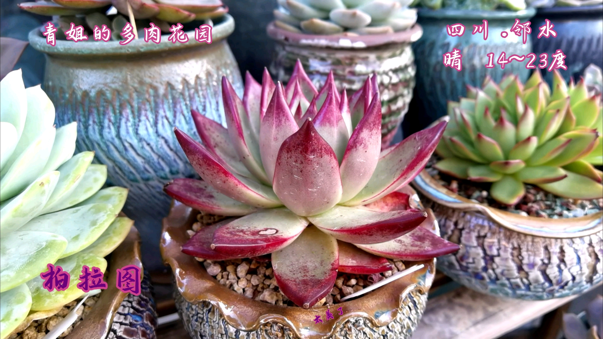 柏拉图,红檀,卡宴,罗宾杂,东云系的这几种肉肉颜值都超高。夏天临近,其他肉肉都已经褪成了一