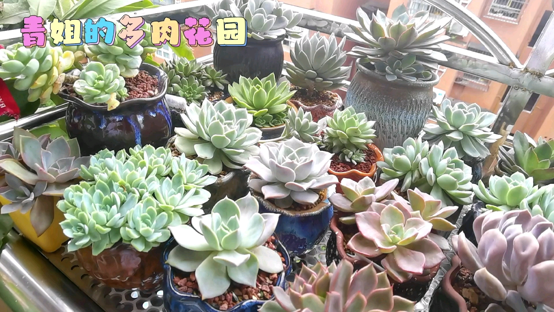 原本很好看的香草被我养徒了,紫罗兰女王也变成了绿罗兰女王。桃花源在夏天突然变得美起来,就如