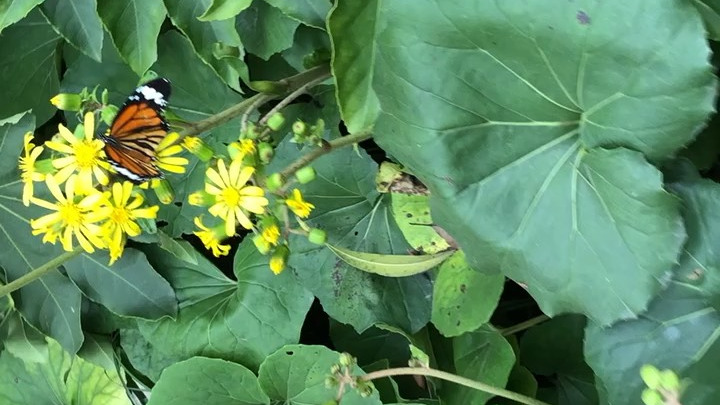 #全民争吧挑战赛# 金黄的秋花引来蝴蝶釆蜜了,这个花名叫大吴风草,属菊科,别名八角乌、活血