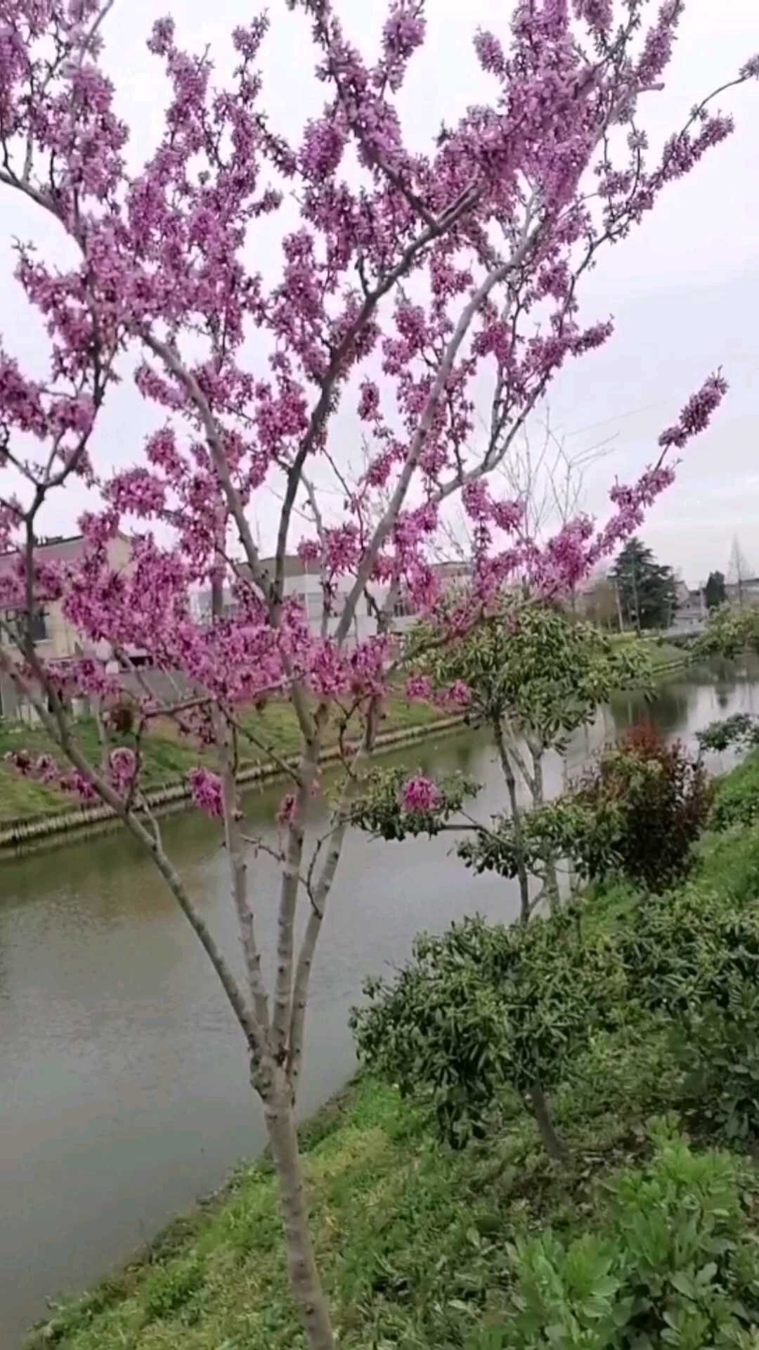 春天到了百花齐放!大面积油菜花更让人陶醉!