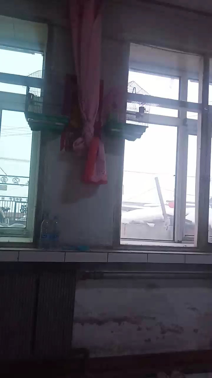 黄鸟王的叫声