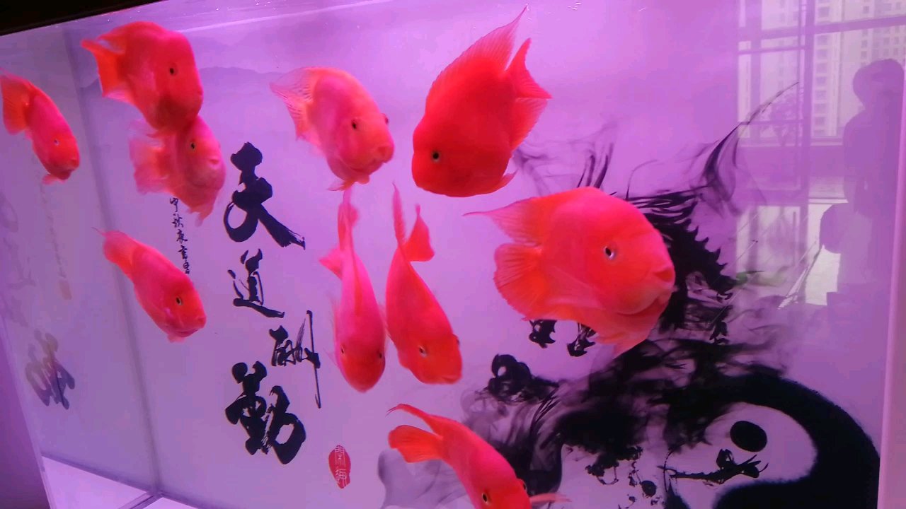 普通人养的鹦鹉鱼为什么这么红? 1,经常换水  2,喂增艳鱼粮  3,减少惊吓   4,长