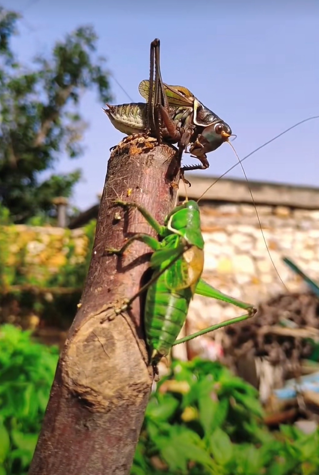 两只蝈蝈在枝头不期而遇,一场激战似乎一触即发.