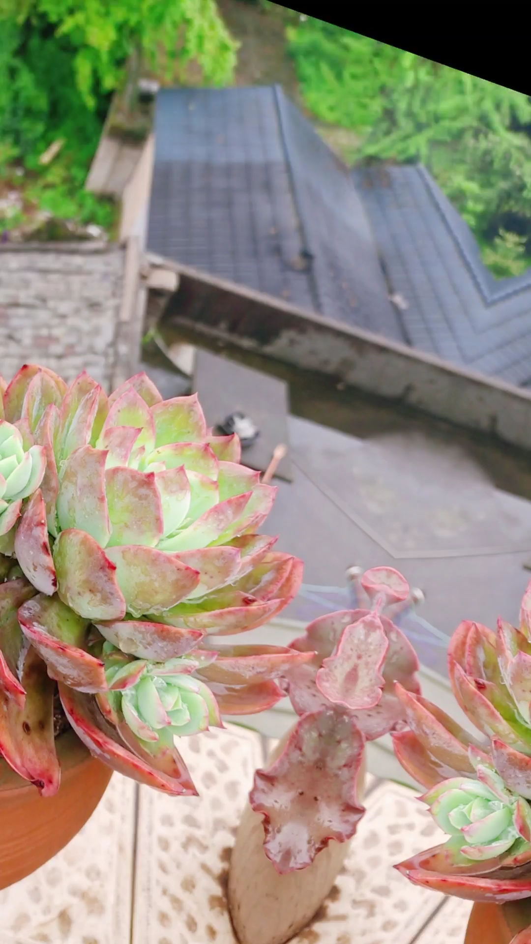 #多肉植物种植攻略# 是养肉肉,让我感受到了生活还可以如此简单美好, 无聊闲瑕时撸撸枯叶,