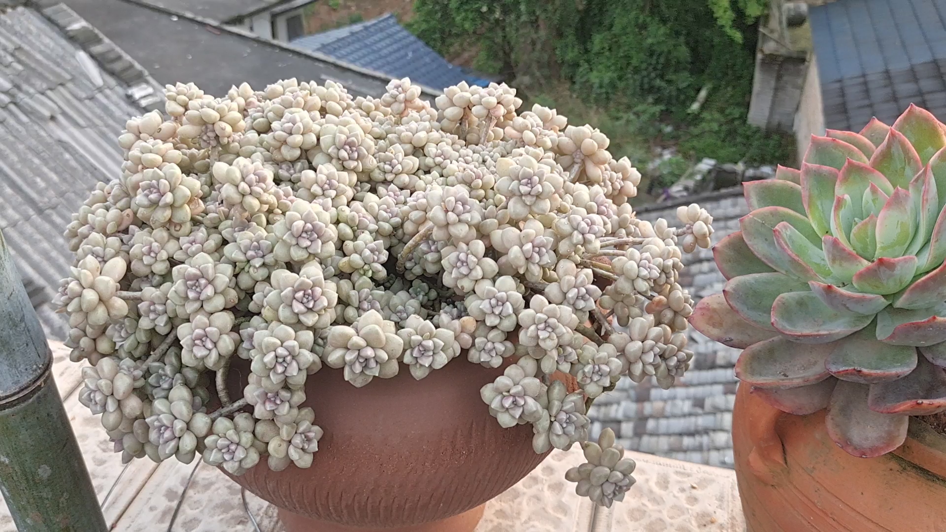 #多肉植物种植攻略# 在南方轻松度夏而且容易爆侧芽的多肉,丸叶姬秋丽,秋丽,铭月,胧月,紫