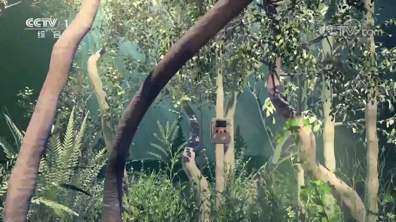 白腹锦鸡