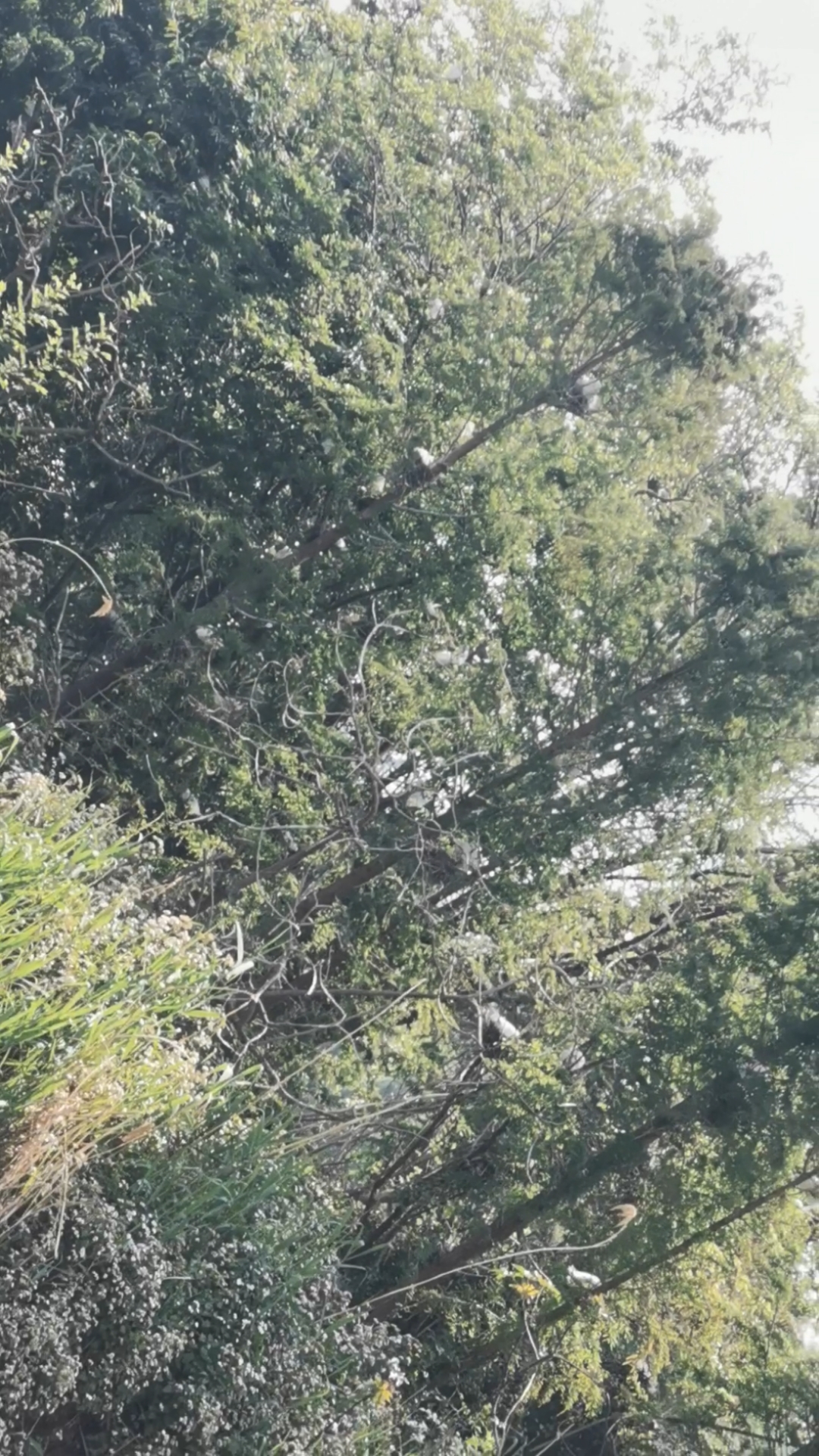 海洪湿地公园的野鸭野鸟????#云南春游记#