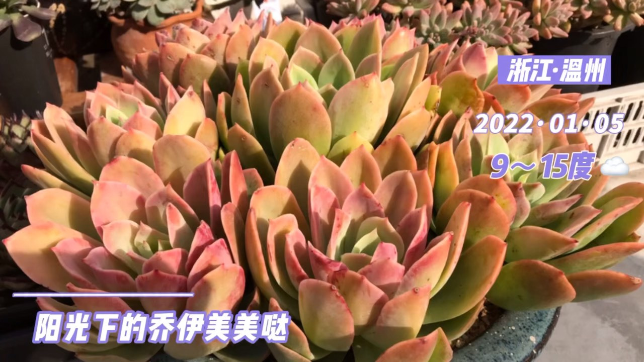 多肉植物乔伊,突然想种一大盆,在阳光下叶片粉粉嫩嫩的,超爱#多肉植物# #vlog记录生活