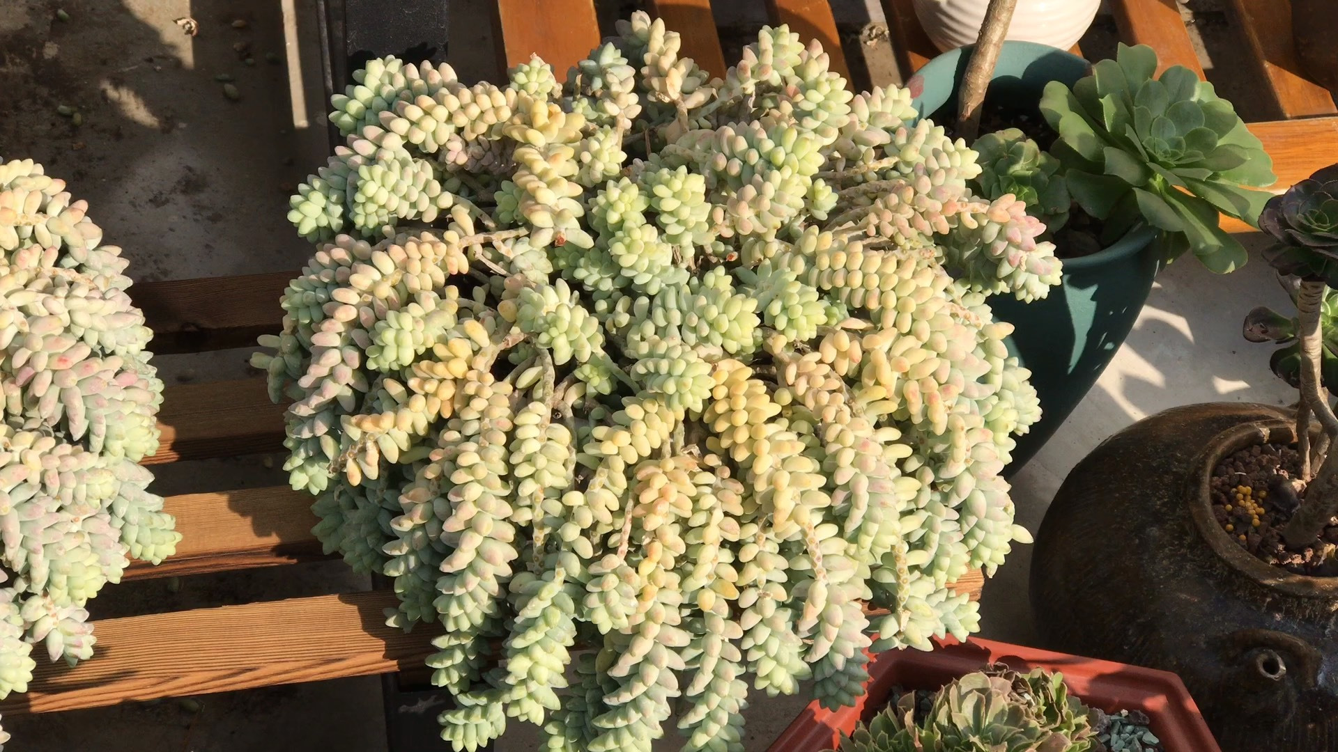 玉坠颜色漂亮 新手也可以轻松养爆盆的多肉品种#多肉植物# 