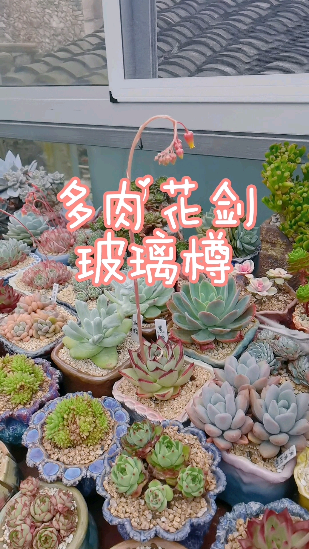 你是不是从来没想过多肉会不会开花这件事?#多肉植物# #废物利用改造花盆#