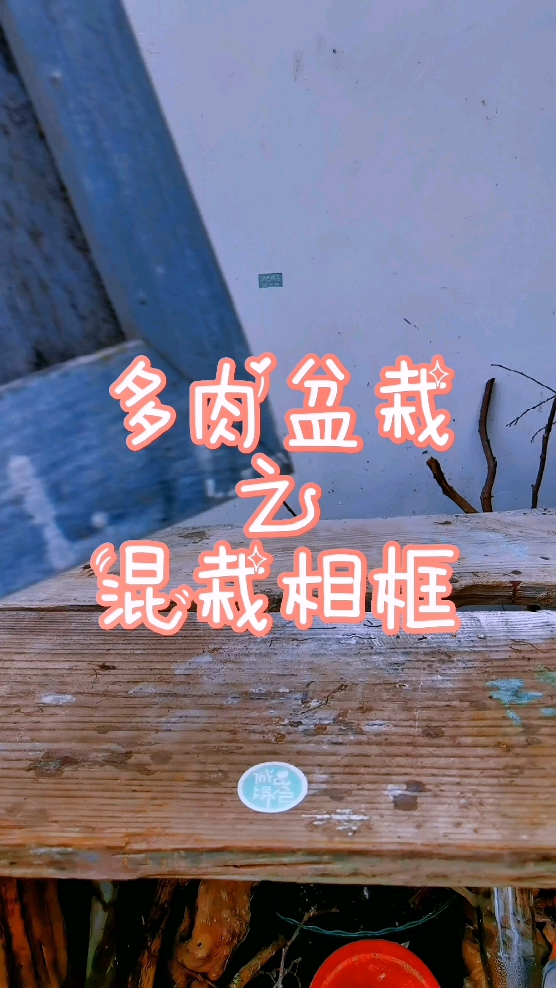 把各种多肉栽种到相框匣子里,就构成了神奇而美丽的混栽相框。可把它挂在墙上,或立在某个角落,
