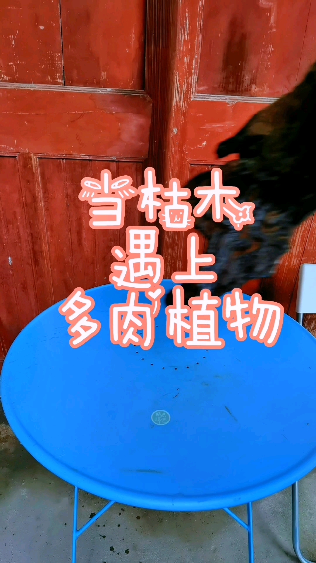 当枯木遇上多肉,肉肉越发的呆萌可爱,腐朽的木头也变得柔情似水焕发生命的第二春。网友:象极了