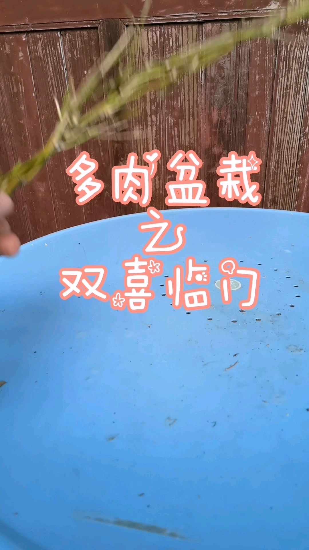 巧用铁丝和树枝制作创意盆栽《双喜临门》,简单实用寓意美好!#生活小妙招 #创意盆栽 #多肉