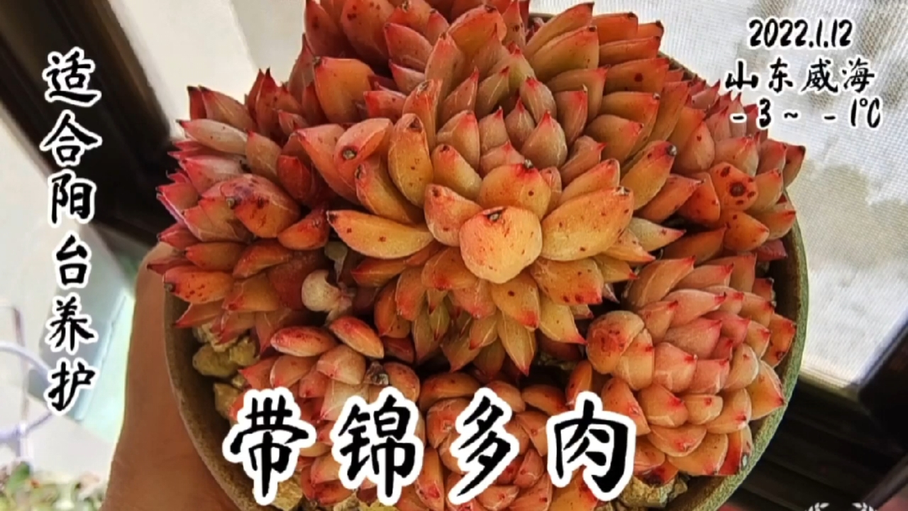 推荐适合阳台党养护的带锦多肉有哪些?美杏锦,女雏锦好看好养不贵!