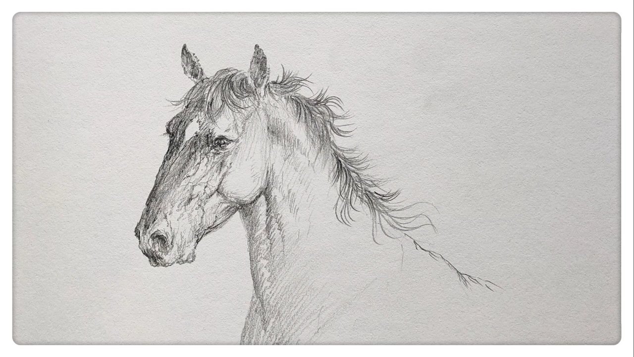 #每日一画#[鲜花]分享每日绘画作品视频 [樱花]动物铅笔画素描:马局部速写。 [樱花]请