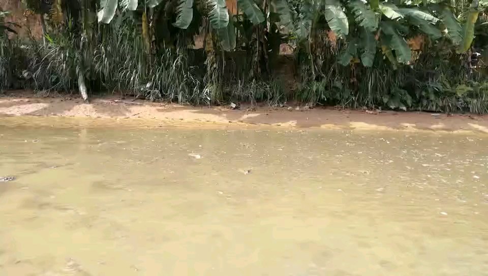  今天天气不错,大清早去逛完玉林中药港市场之后,便回乡下——宏福生态合作社生态鱼塘处看捉罗