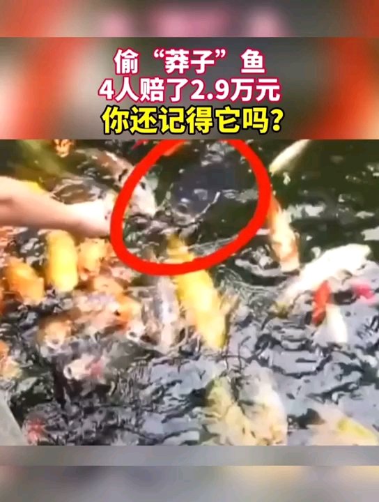 捞莽子鱼4人赔偿2.9万!入选#重庆 生态环境损害赔偿典型案例。网友:活该!