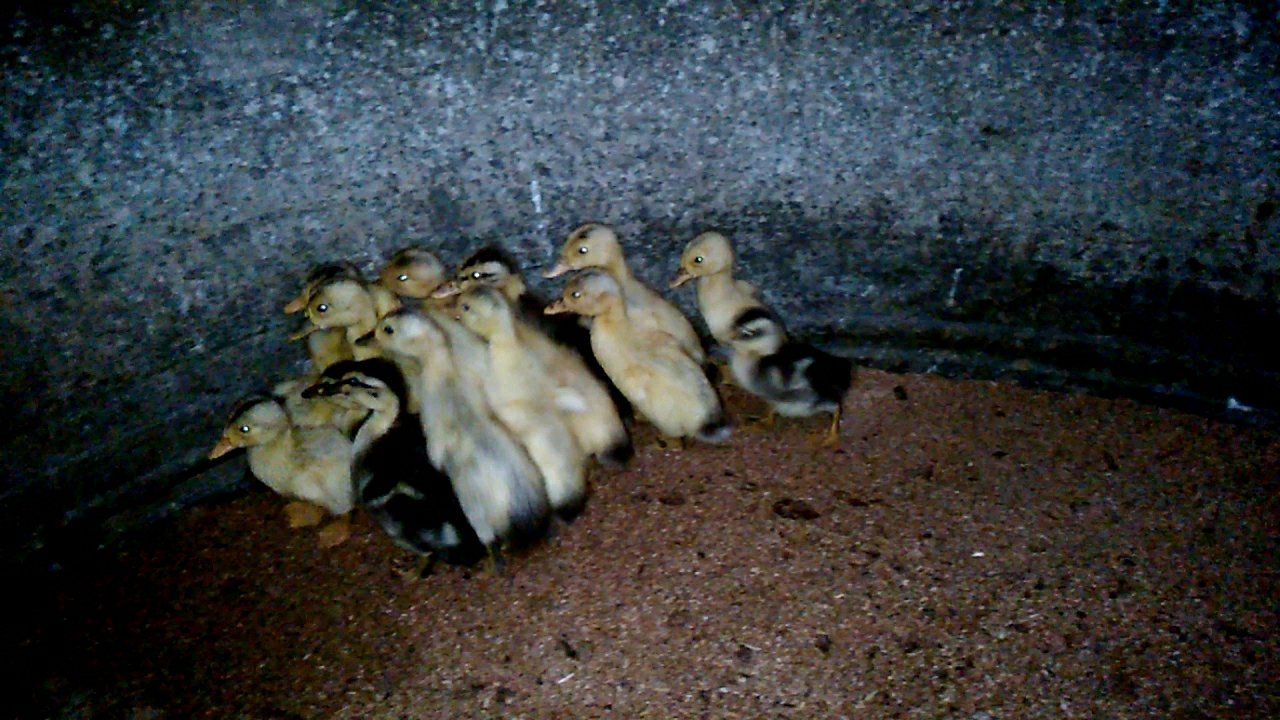 虽然我们才6天,但已完全适应冷暖起伏、湿干不定的自然天气。 再过些日子,我们也要到中流击