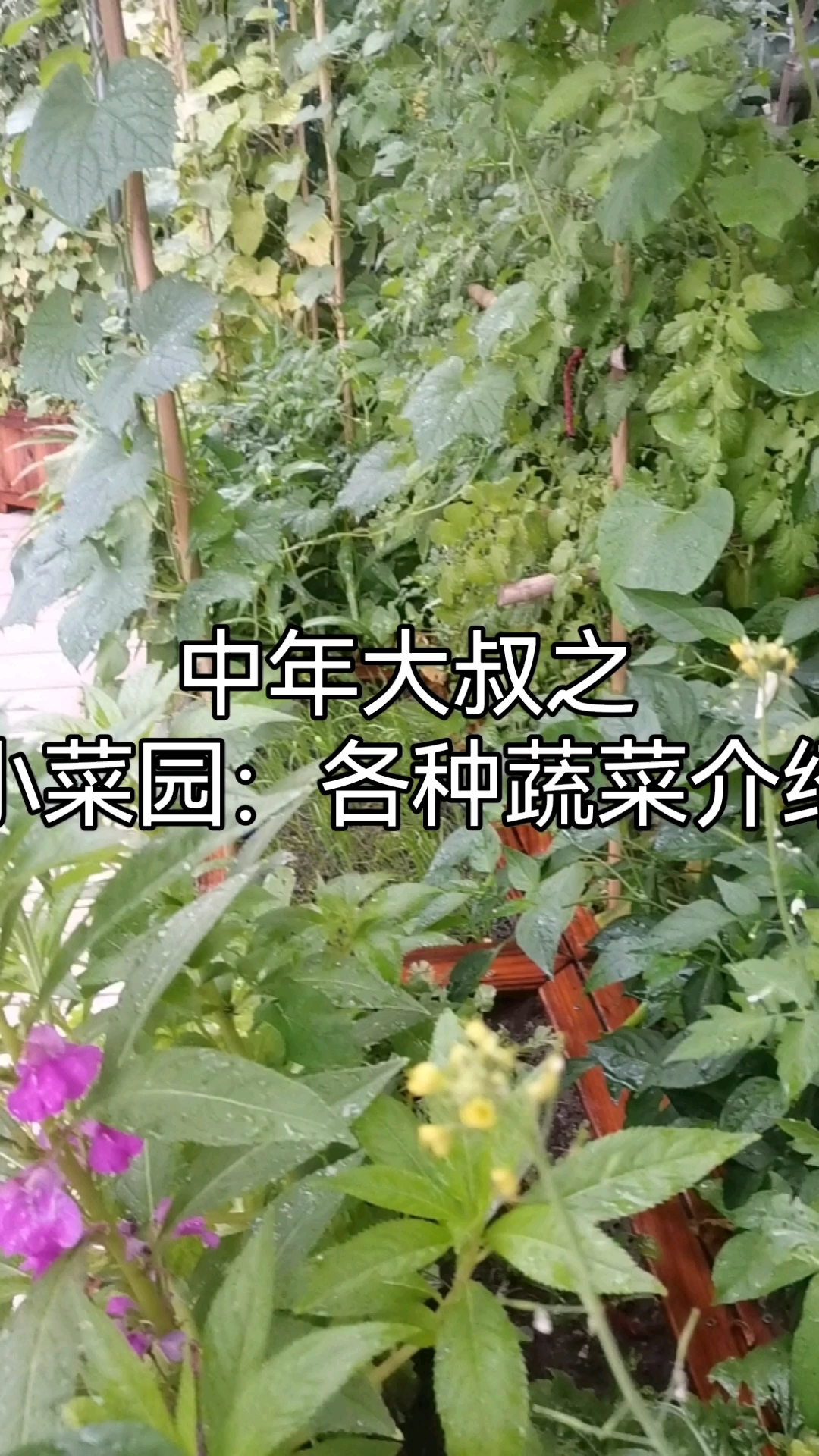 #vlog记录生活# 今天给大家介绍一下我的小菜园蔬菜种类,有常见的也有比较少见的。因为今