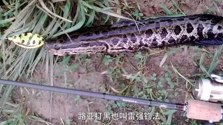 路亚野域打黑技法#每日打卡# 