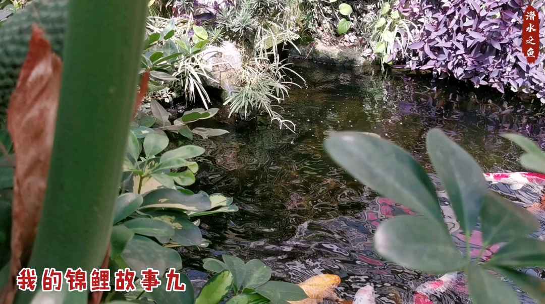 #科普小知识# 庭院锦鲤鱼池秋季第一次杀虫 庭院中正常维护的景观锦鲤鱼池,每年春季、秋季各