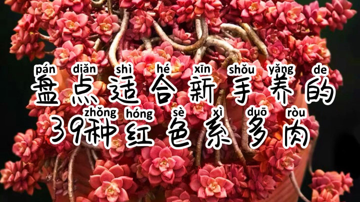 适合新手养的39种红色系多肉,你养了几种?#多肉植物集聚地# 