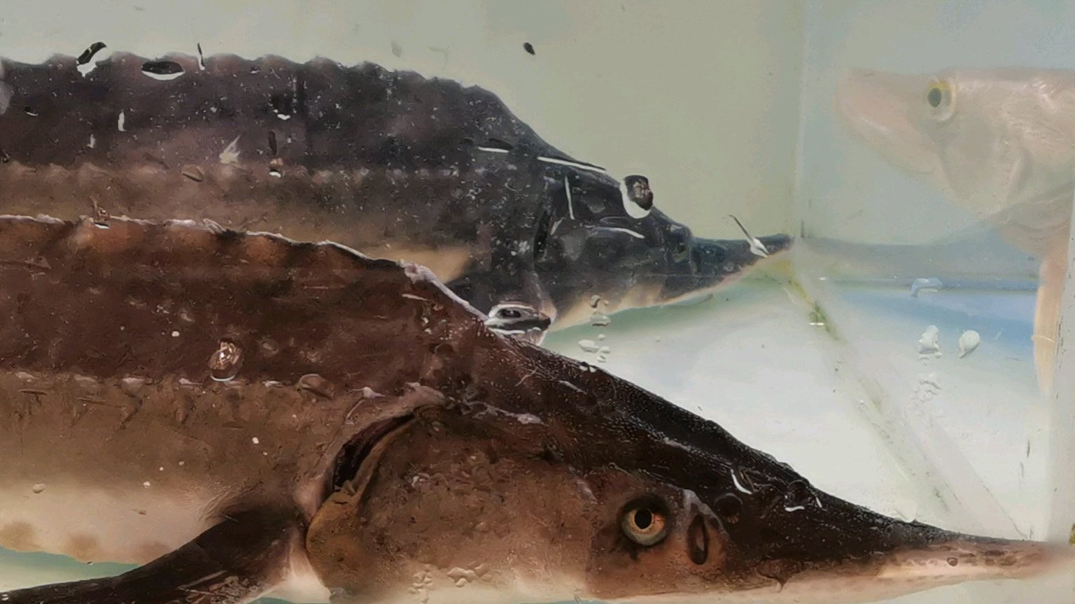 鲟鳇鱼主产地是黑龙江,上海这边也售卖,昨天逛超市看到。中华鲟被称作水中“大熊猫”,鲟鳇鱼外