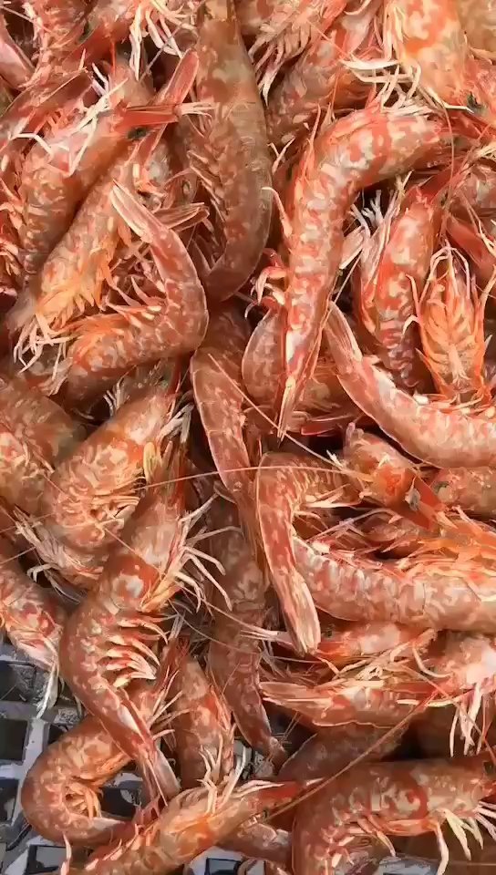 深海樱花虾一斤40条左右 白灼虾甜肉Q弹
