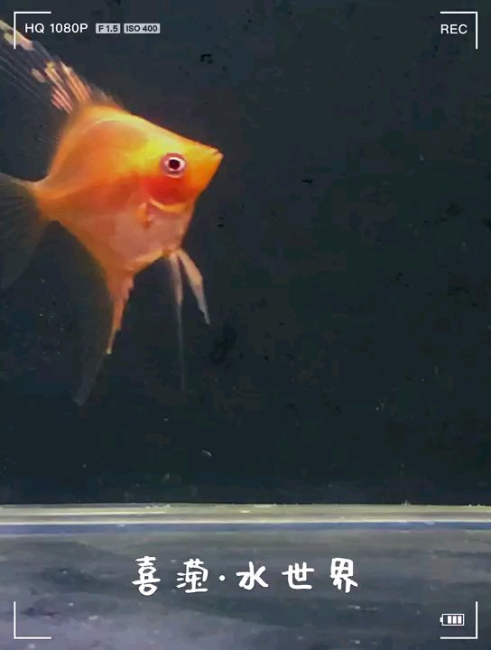 红魔鬼燕鱼,配上这个音乐,简直绝了!#每日打卡# 