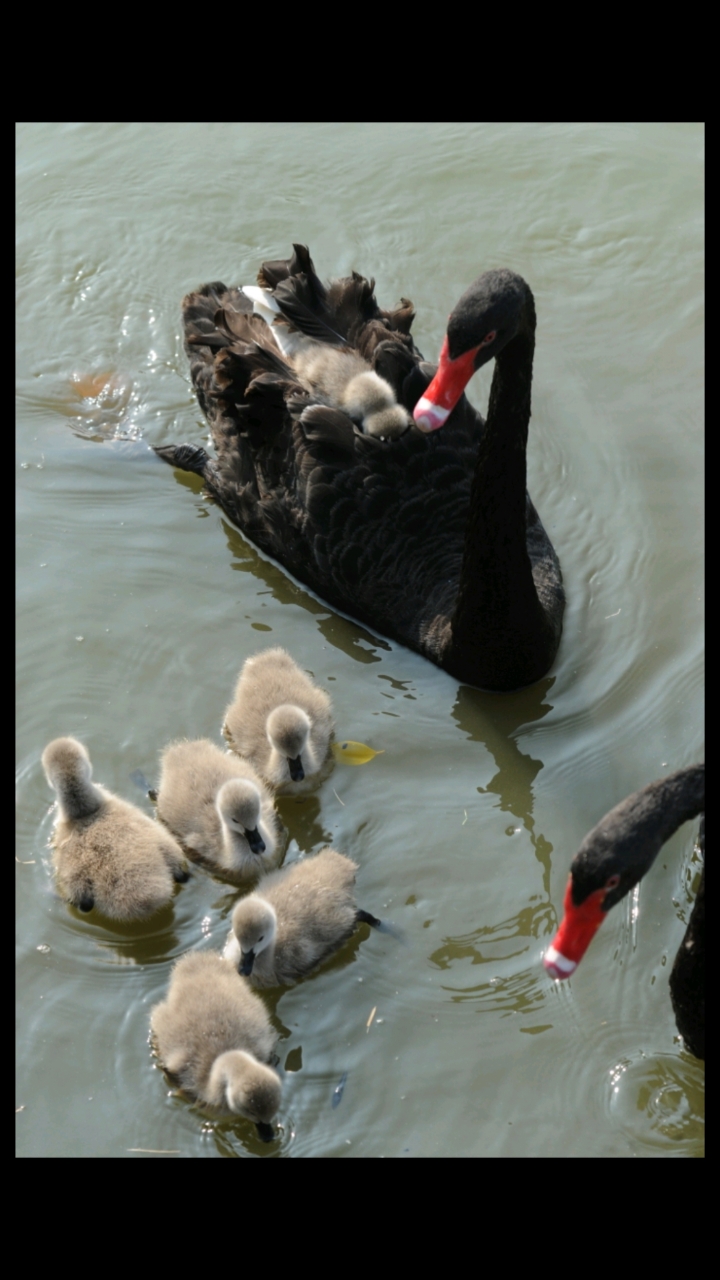 快来围观吧!珠海度假村酒店天鹅岛上周出窝7只萌萌哒的天鹅宝宝。#滨海风光##休闲度假##珠