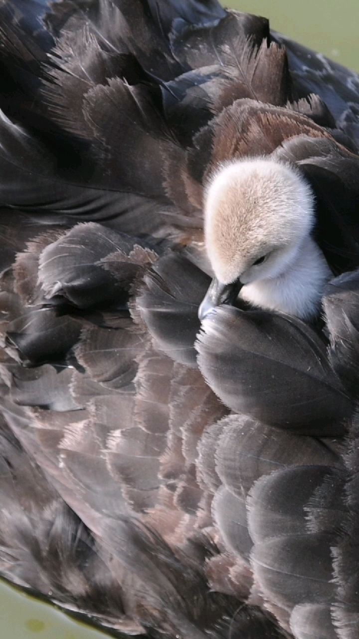 无敌小可爱!珠海度假村酒店天鹅岛上周出窝7只萌萌哒的天鹅宝宝。#滨海风光##休闲度假##珠