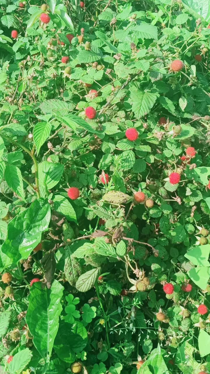 农村人说的端阳泡子,学名覆盆子,能效缓解心绞痛等心血管疾病,但有时会造成轻微的腹泻。覆盆子