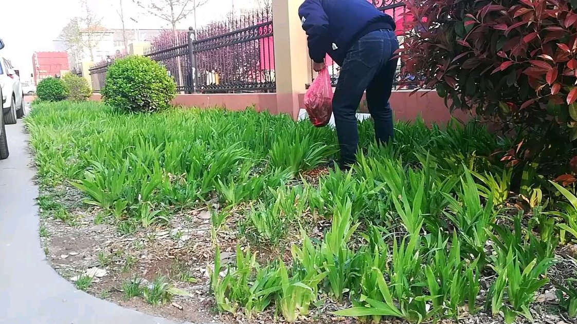 #遇见美好# 看看这是在做啥?小区旁边的草丛里有这样一些宝贝。他在采摘“刺菜”。刺菜能止血
