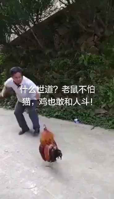 现在都是什么世道 老鼠不怕猫 公鸡都敢和人打架