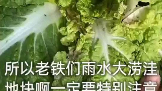 大白菜烂心病咋整?#三农百科# 