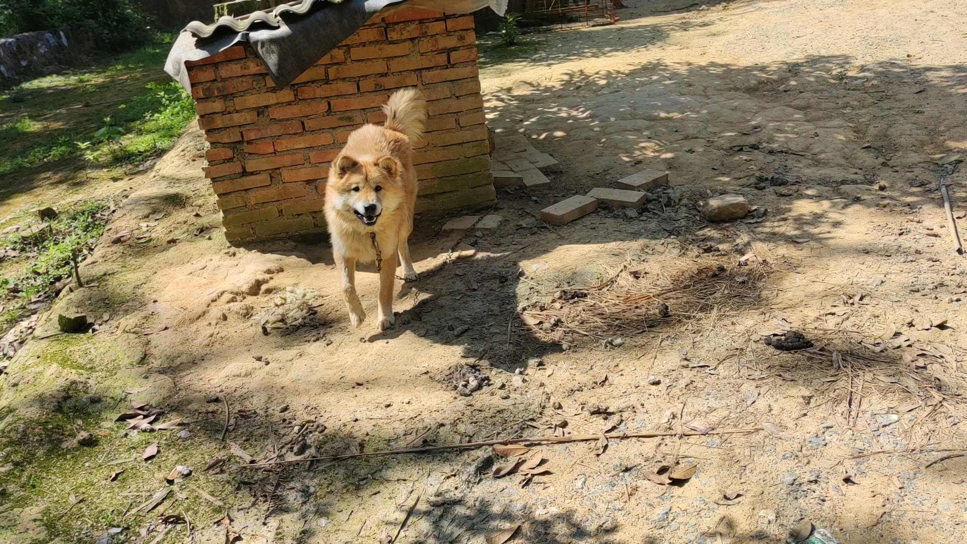 绿豆糕给珍珠儿子它也嫌弃,然后给卡其也嫌弃,只能又拿回去给珍珠,然后珍珠也嫌弃,珍珠嫌弃是