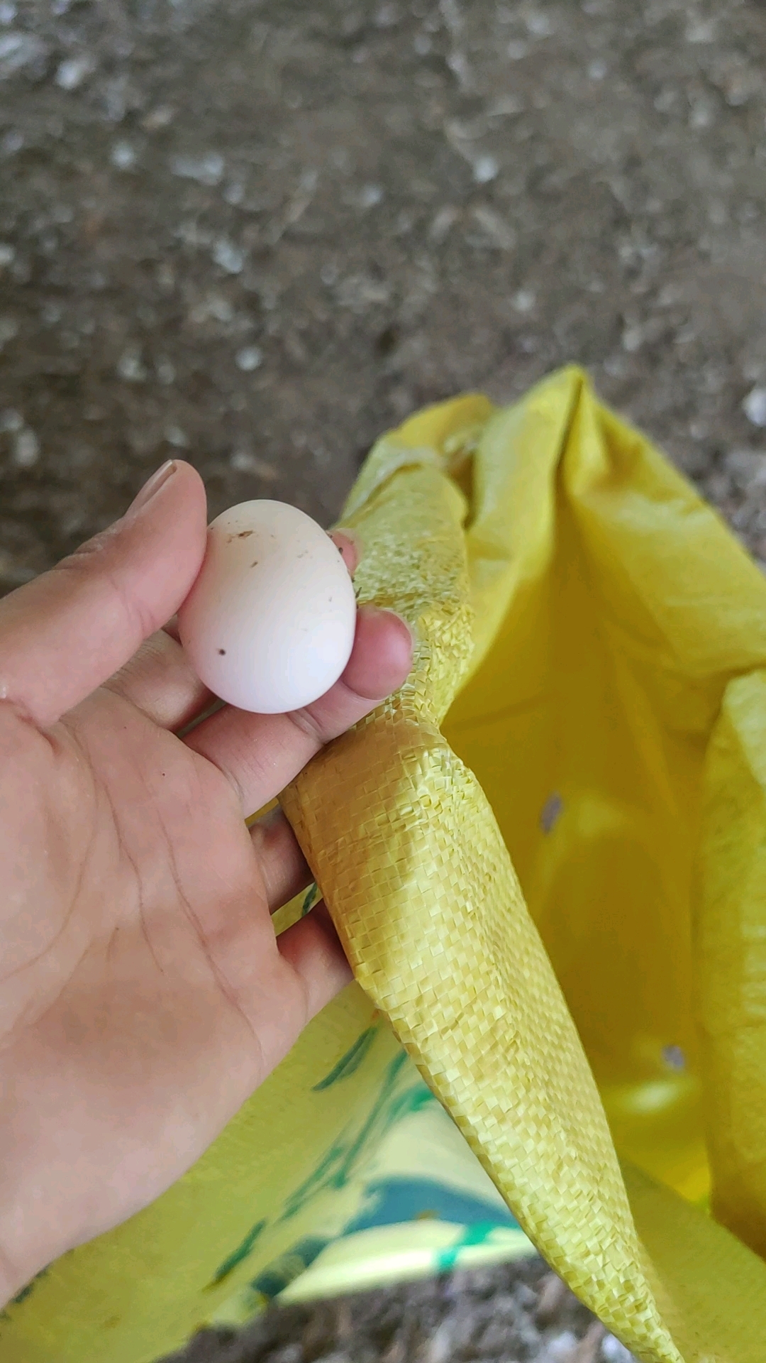 今天收摊早,回来再抓两只鸡送出去,结果 又看到一个初生蛋,想去另外的角落看看发现一只母鸡一
