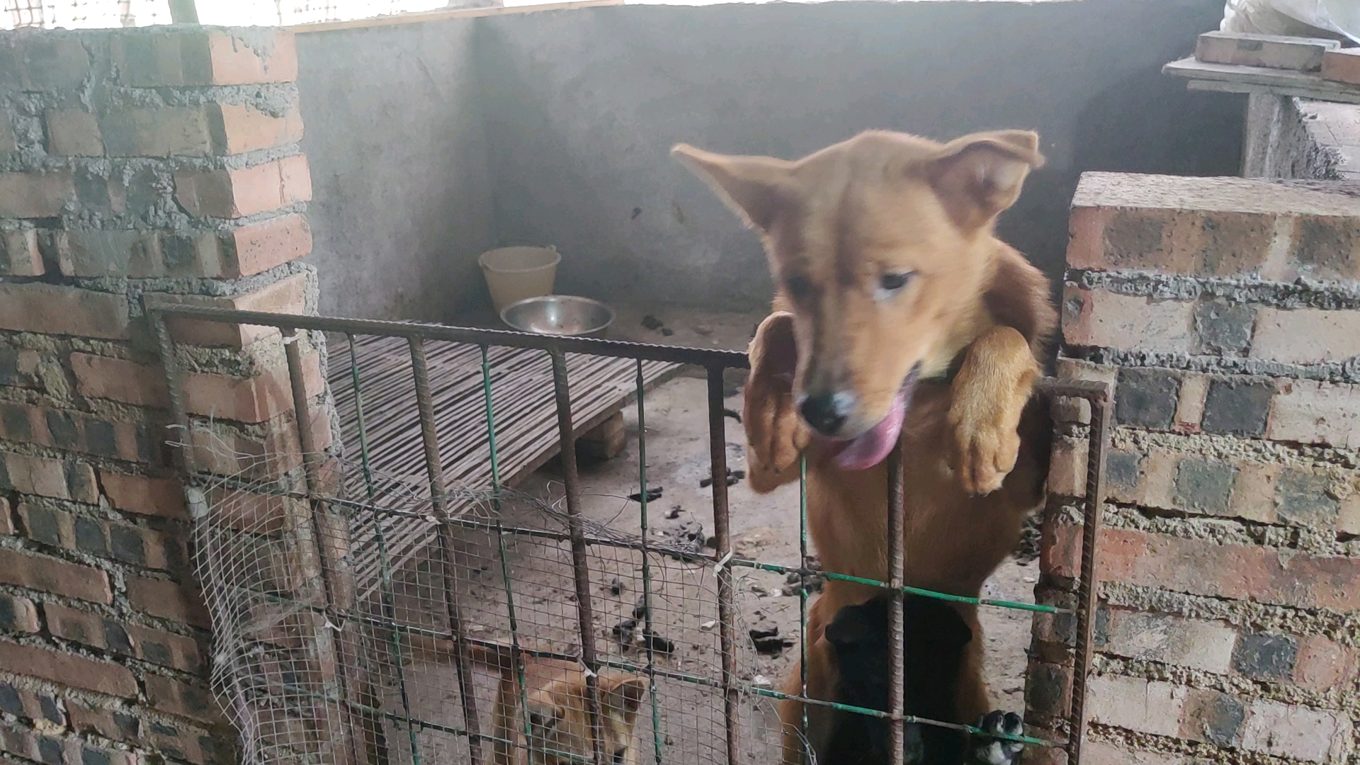 杨梅花里面吃的干干净净,百香果的小狗????很乖在睡觉,花花这里还剩一点,想去奶茶哪里看看,小狗