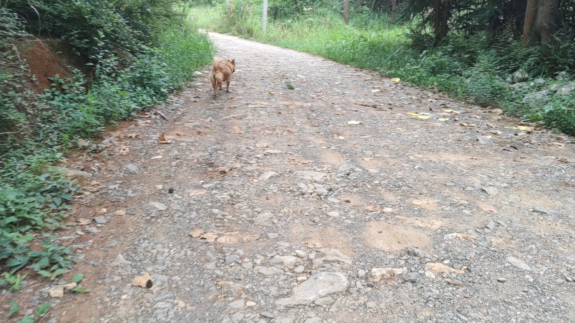 辣条跟奶茶现在老跟着百香果下去逛,每次都是百香果上来了,它们俩还不知道去哪逛去了,要等我起