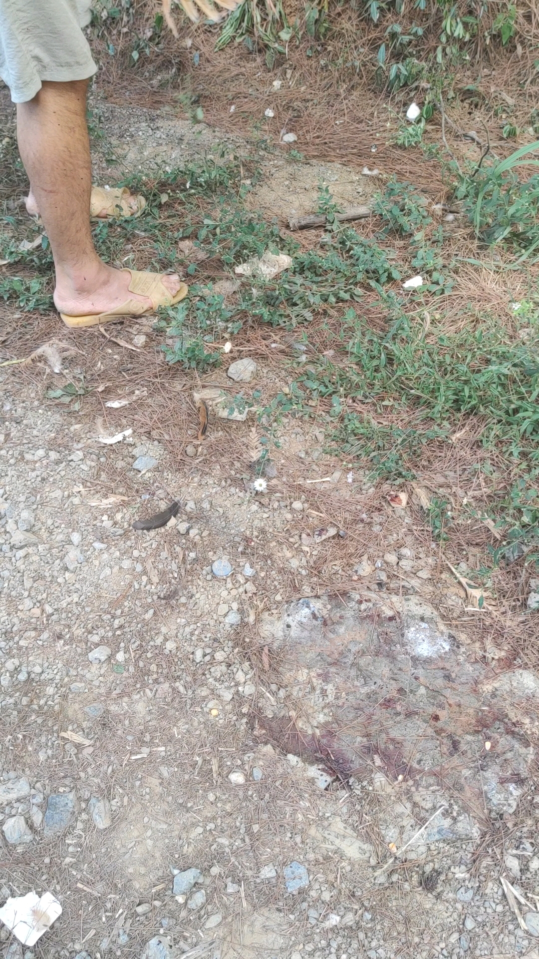 八斤多的大公鸡???? 算它叫的最好,最响亮,刚刚人家打电话来说要杀一只大公鸡???? 我就跟他说要他