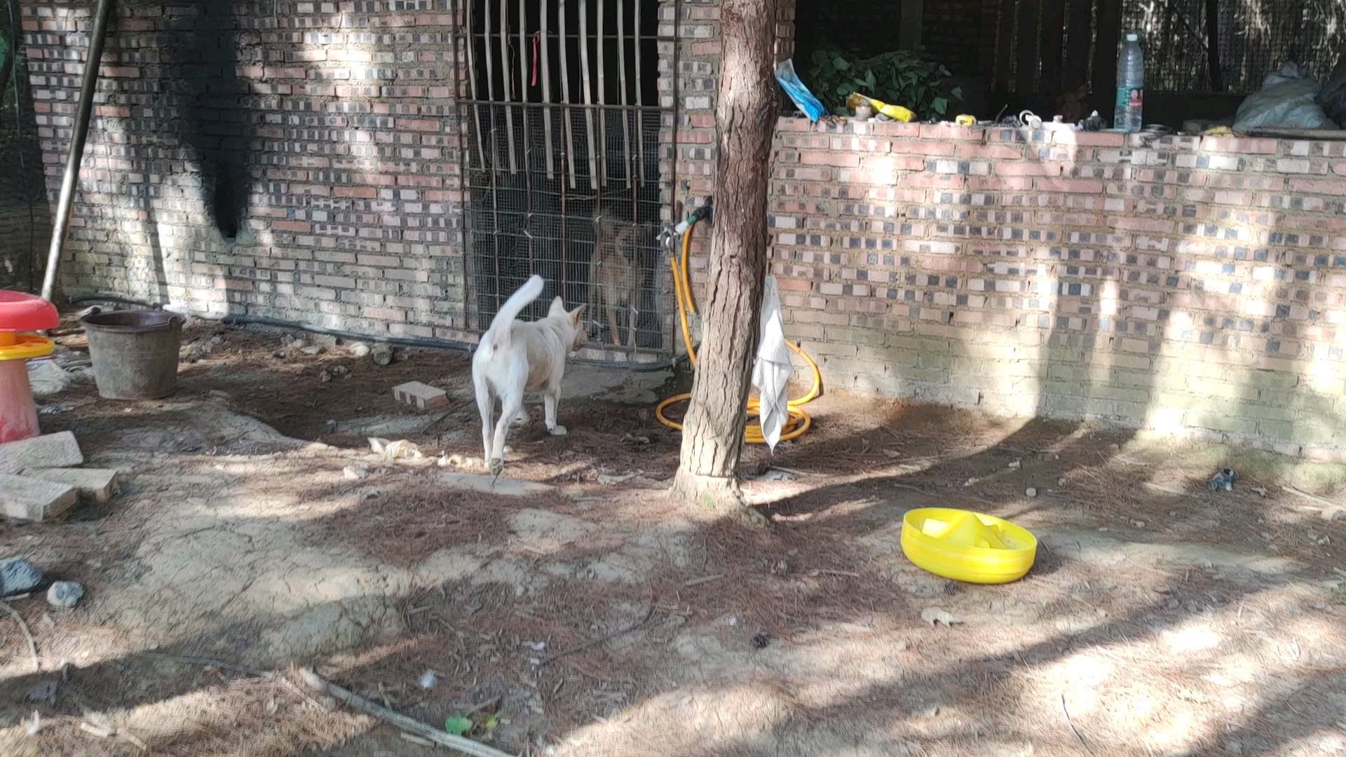 把我家百香果放出来先,昨晚喂的杨梅花跟百香果都没有吃完,黄瓜过来闻了一下就走了也嫌弃,奶茶