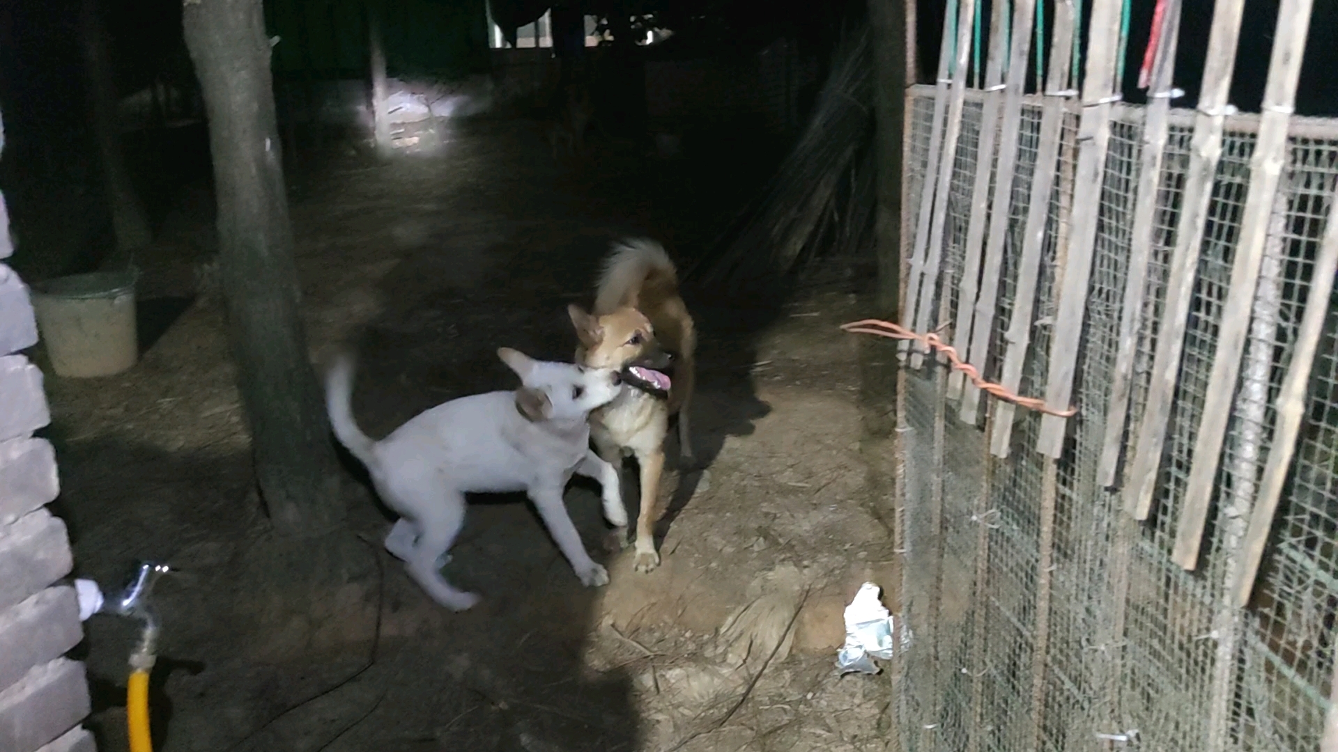 到烧火这里又是不肯进来,百香果今晚还没跟过来了,杨梅花听见我叫它们来时,它还过分的很,旺旺