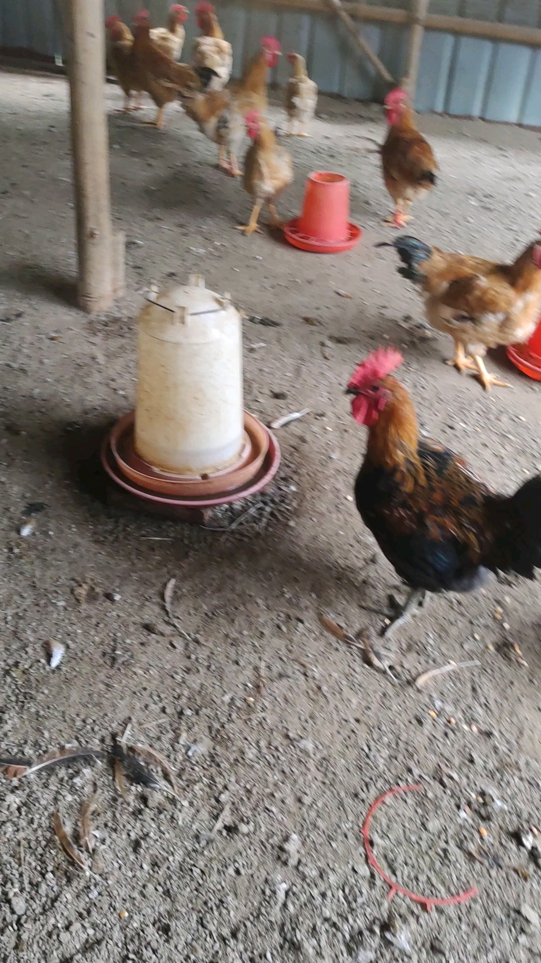除了这只黑公鸡???? 算这只黄公鸡???? 叫的最好了,就是毛有点白#美食#