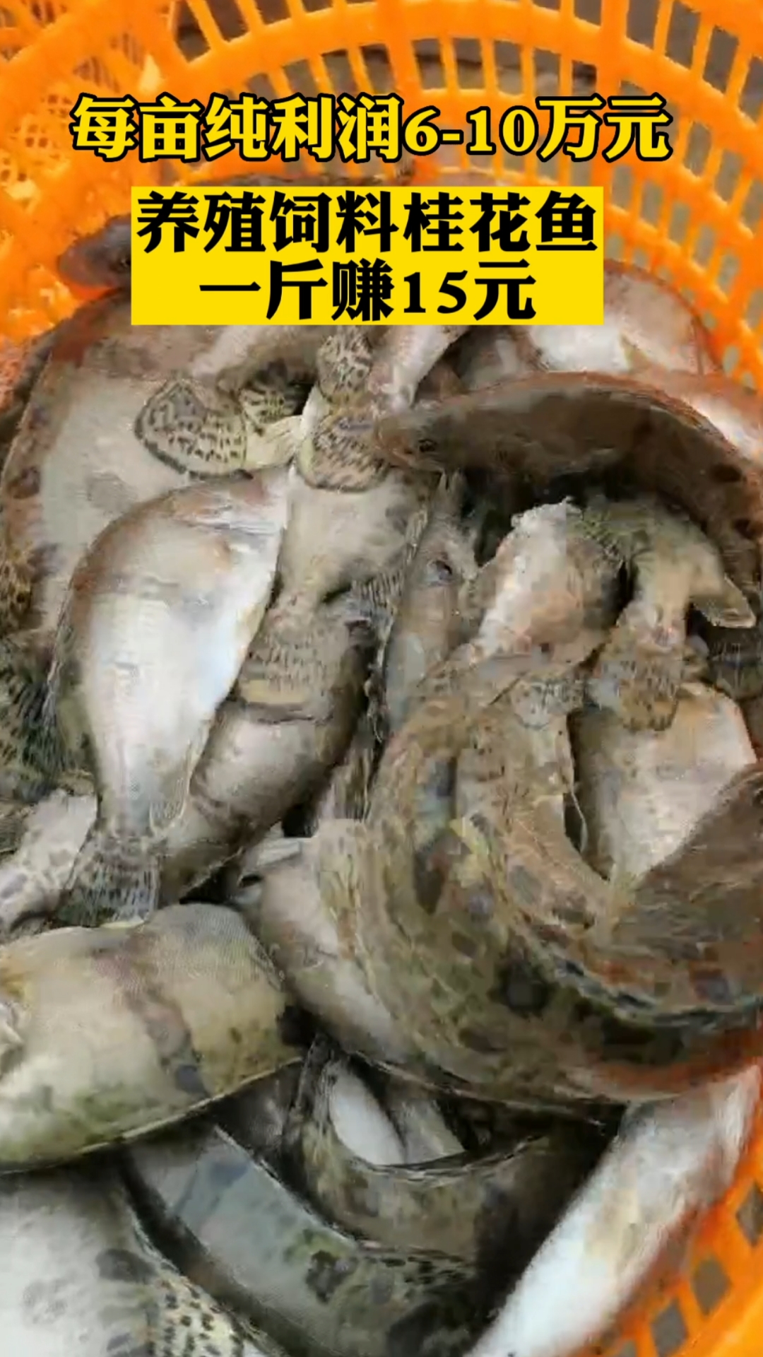 #农村养殖业# 今年尝试饲料鳜鱼养殖增长30%主要集中在广东地区,一斤鱼成本15元左右,平