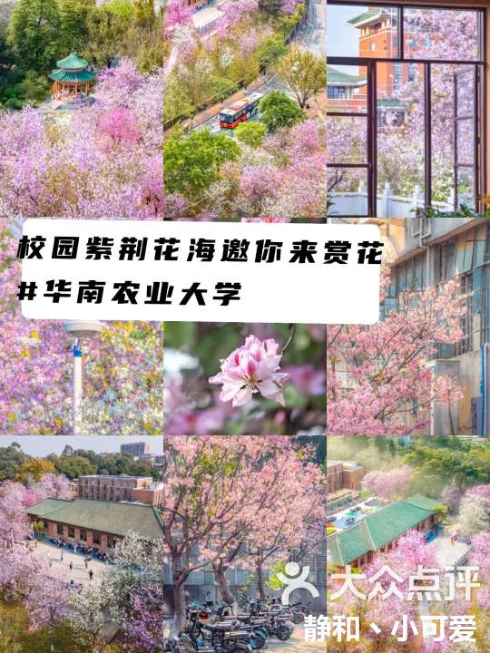 华农紫荆花海邀你来赏花9472-大众点评